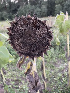 Der kleine Dienst - DIENST,FREUDE