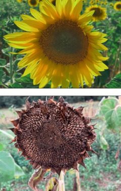 Der kleine Dienst (1) - DIENST,FREUDE