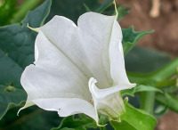 Gott ist da - Berühr mich Gott,führ mich Gott