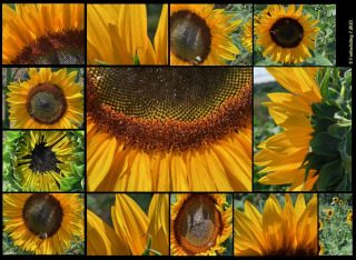 Schau dir doch einmal eine Sonnenblume an ... - Liebe,Freude