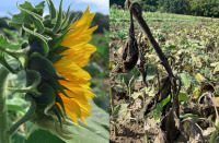 Noch sind wir da - Unsichtbare Unvergänglichkeit,wir sehen nicht alles