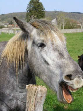 Suche Mann zum Pferde stehlen... - Pferd,stehlen,Bank,krank,Plan