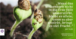 Wenn das Weizenkorn nicht in die Erde fällt - Wenn das Weizenkorn nicht in die Erde fällt und stirbt,Gott gebraucht dich zur Stärkung anderer