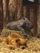 Sag mir wo die Blumen blühen?! - blühen,Balkon