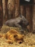 Sag mir wo die Blumen blühen?! - blühen,Balkon