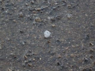 Der Hagel - Parfüm,Jahr