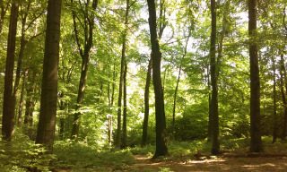 Mobilfunk oder Insekten? - Umwelt,Beobachtung,Diskusssion