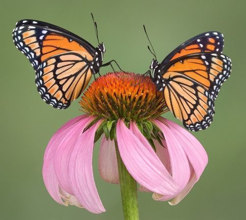 Das Wunder der Schmetterlinge - Sonstiges - Weltenschwanner Str. 25 Bad Teinach-Zavelstein