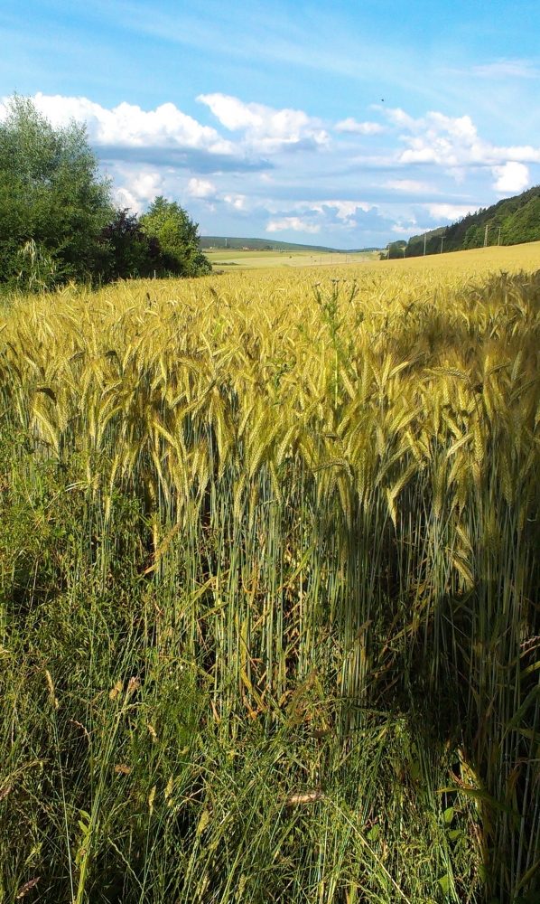 Christliche Singles: Wandern, Bibellesen und Gute Gespräche - Kleines oder selbst organisiertes Event - Jena Christliche Singles: Wandern, Bibellesen und Gute Gespräche - Kleines oder selbst organisiertes Event - Jena