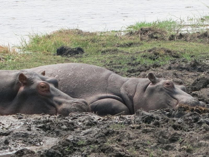 Ich mache gerne Urlaub in Afrika.: Für alle, die gerne Urlaub in Afrika machen.