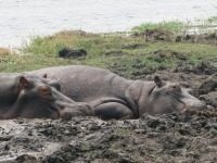 Ich mache gerne Urlaub in Afrika.: Für alle, die gerne Urlaub in Afrika machen.