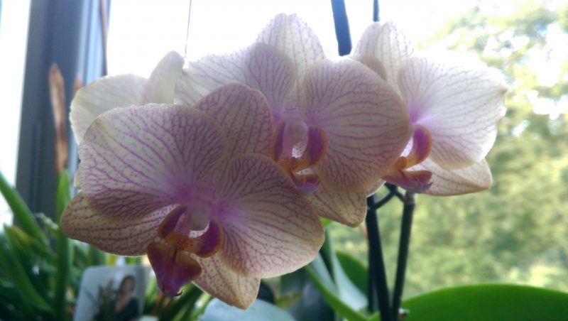 Orchideen Kein Land gewählt