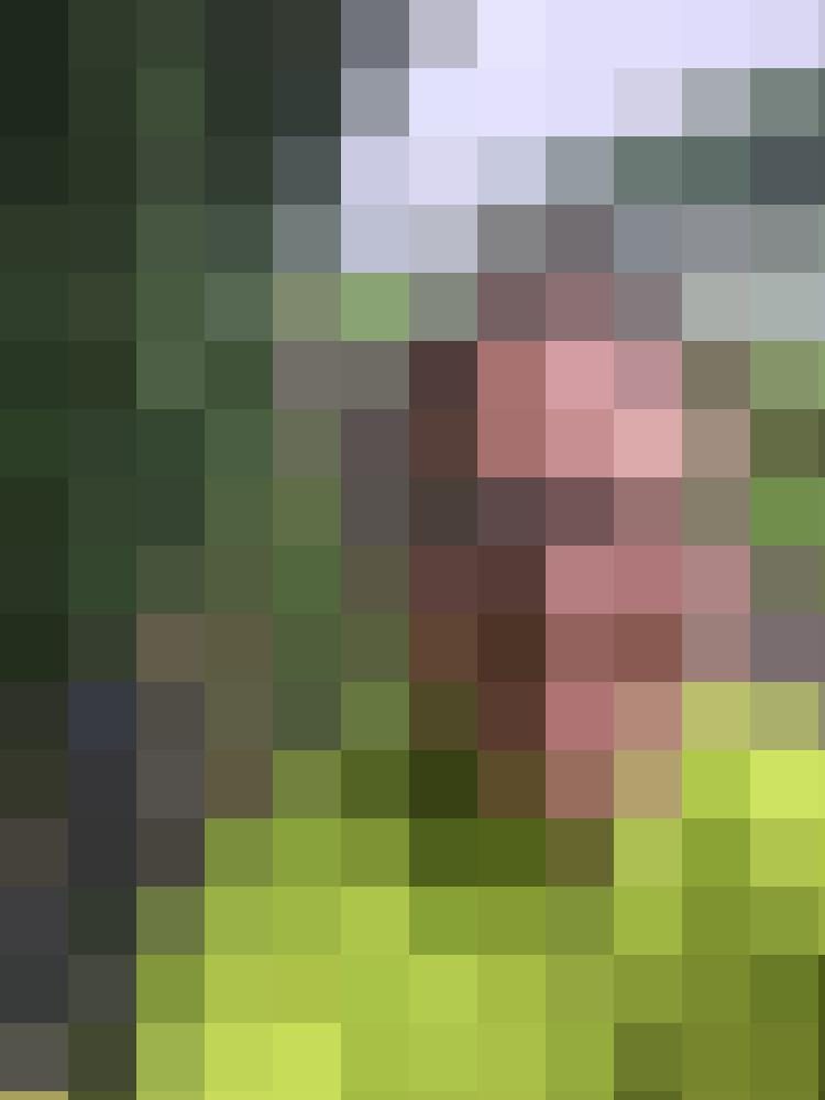 thojo Zusatzbild #4