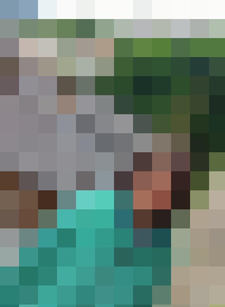 Sonnenblume_ Zusatzbild #1