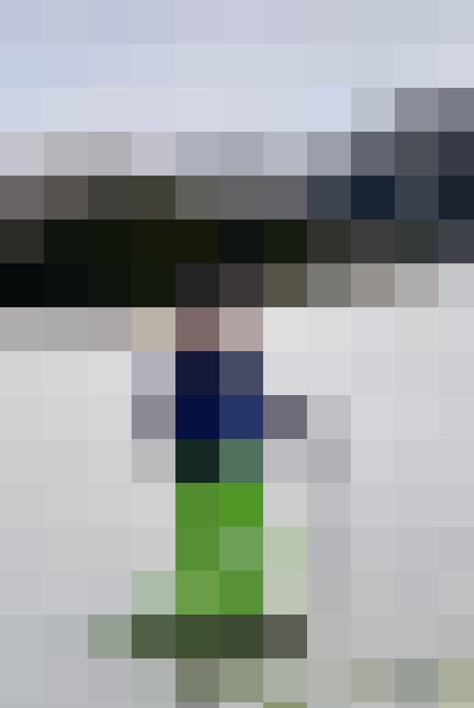 Sonnenblume_ Zusatzbild #3